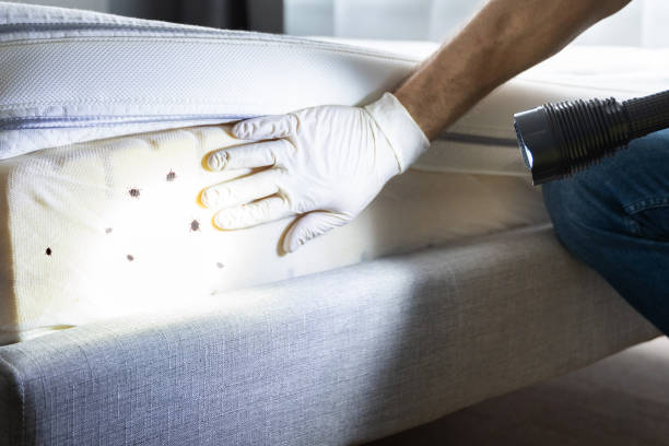 Professional Pest Control in Glen Alpine, NC