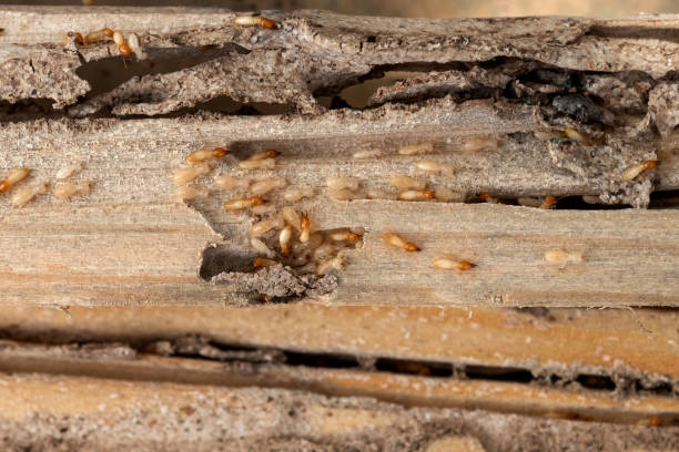 Best Pest Control for Businesses  in Glen Alpine, NC